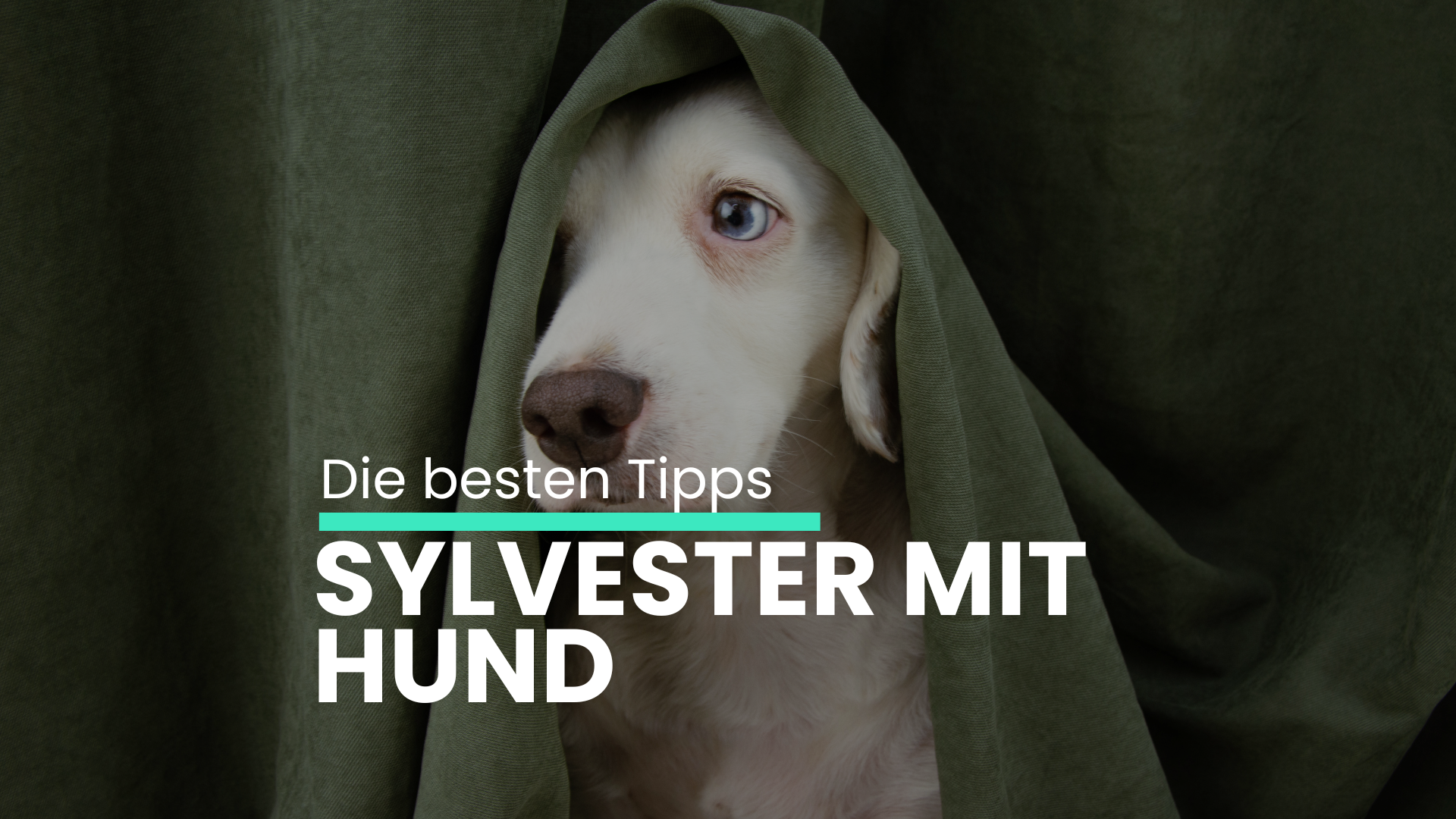 Silvester mit Hund: Stressfrei trotz Feuerwerk & Knallern