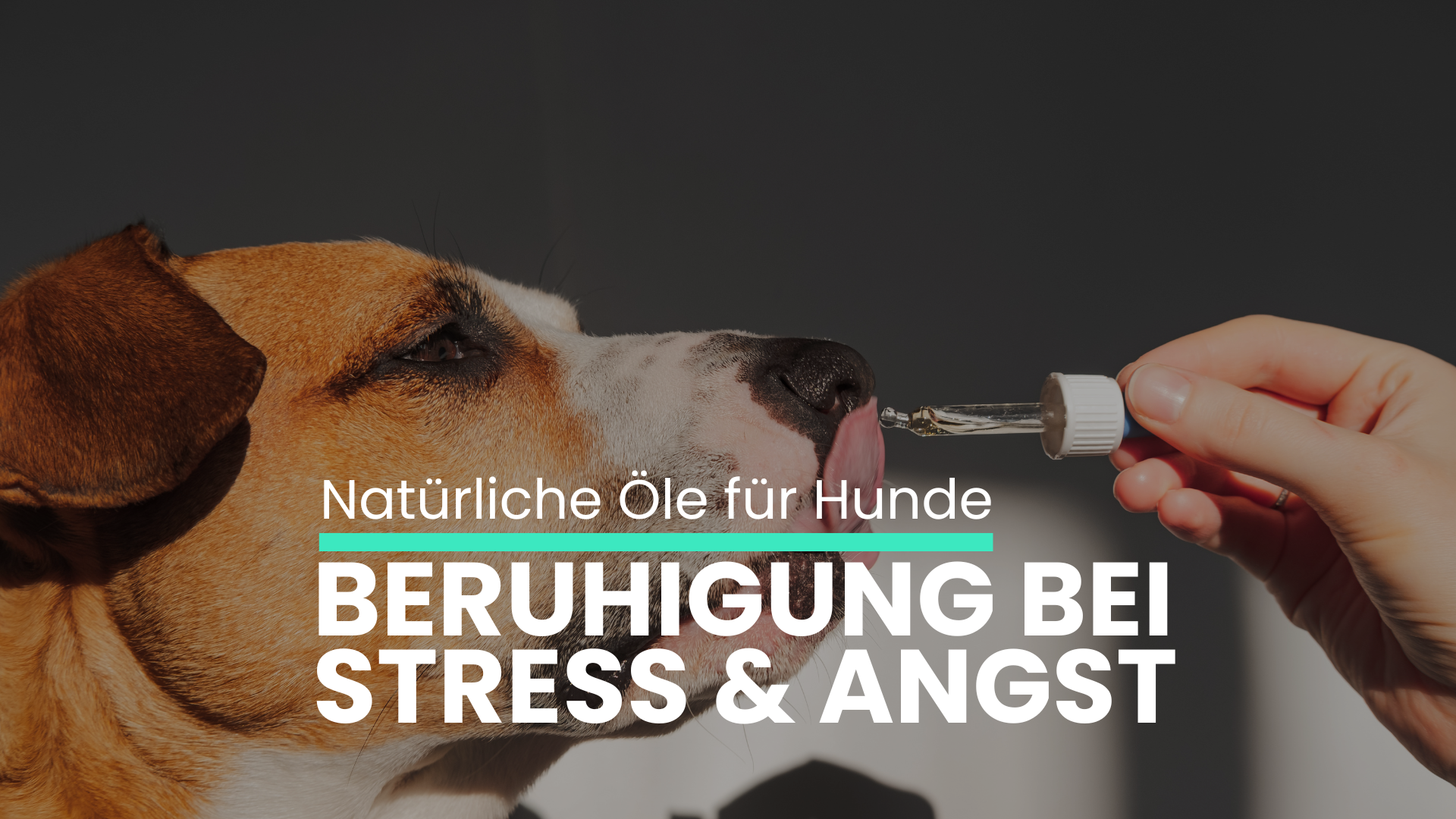 Beruhigungs-Öl für Hunde: Unterstützung bei Stress, Angst & Schmerzen