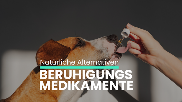 Natürliche Alternativen zu Medikamenten: Wie Pflanzenöle Hunde sanft beruhigen